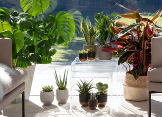 Style and Substance: An Autumn Collection of Indoor Greenery Houseplant